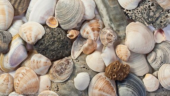 Shells as an amulet of luck