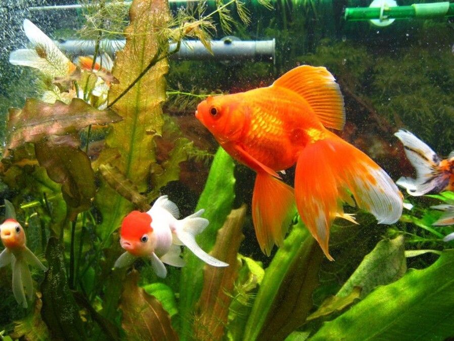 Money aquarium with gold fish