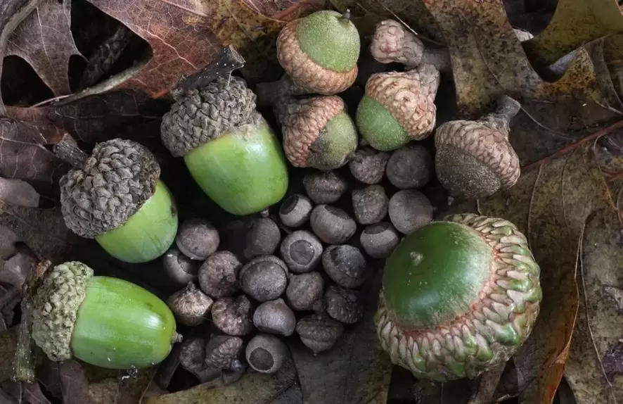 Lucky amulet - acorn