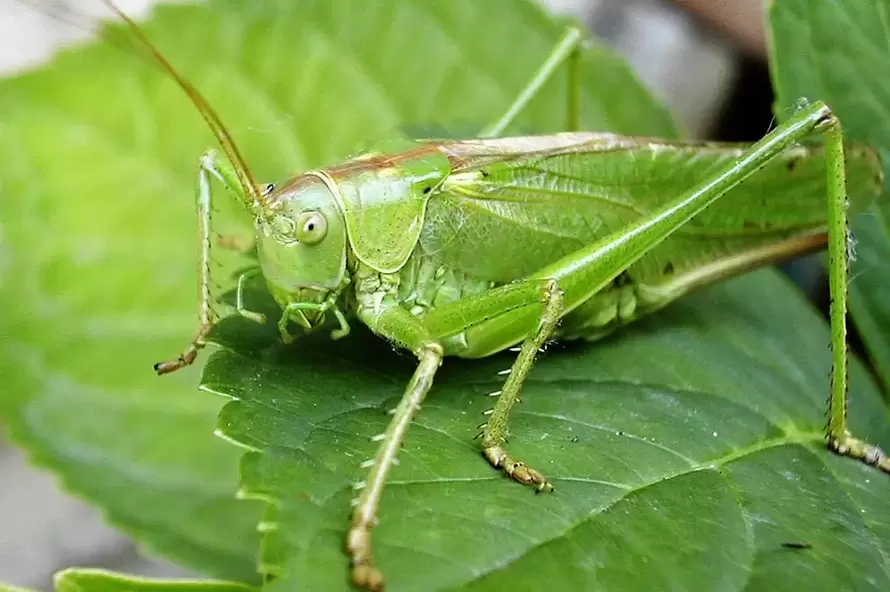 Lucky amulet - cricket