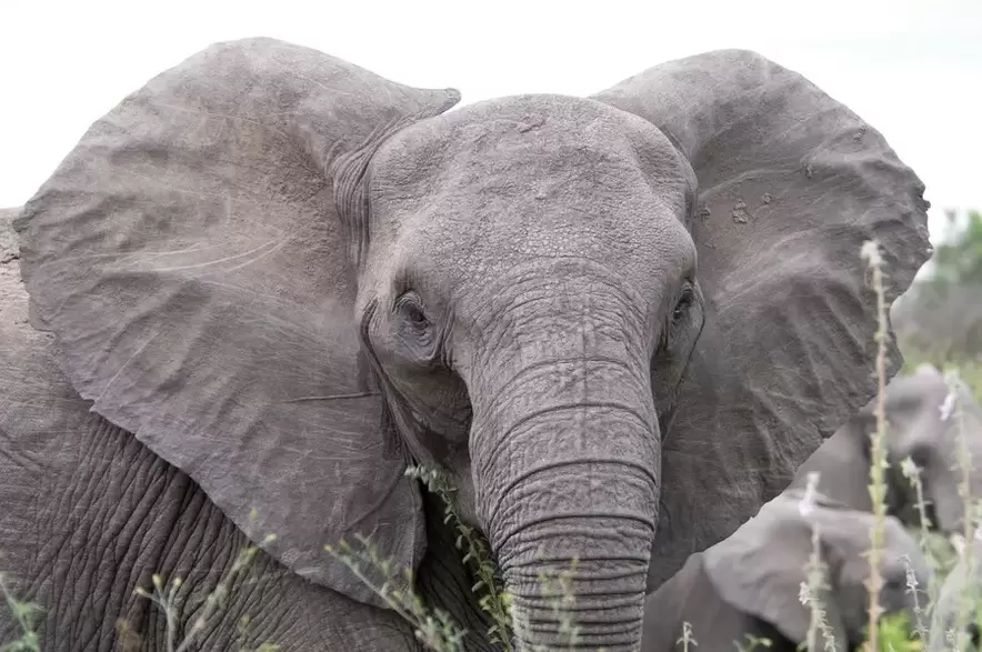 Lucky amulet - elephant