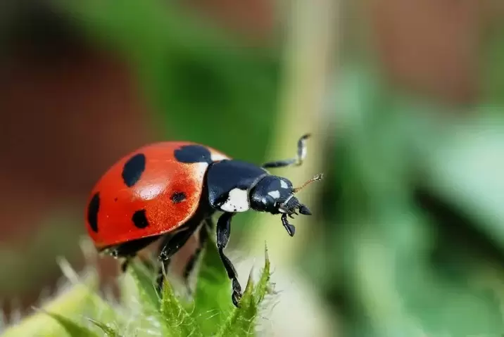 Lucky amulet - ladybug