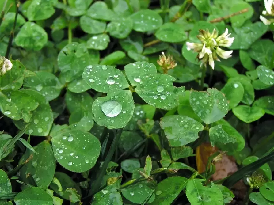 Lucky charm - four-leaf clover